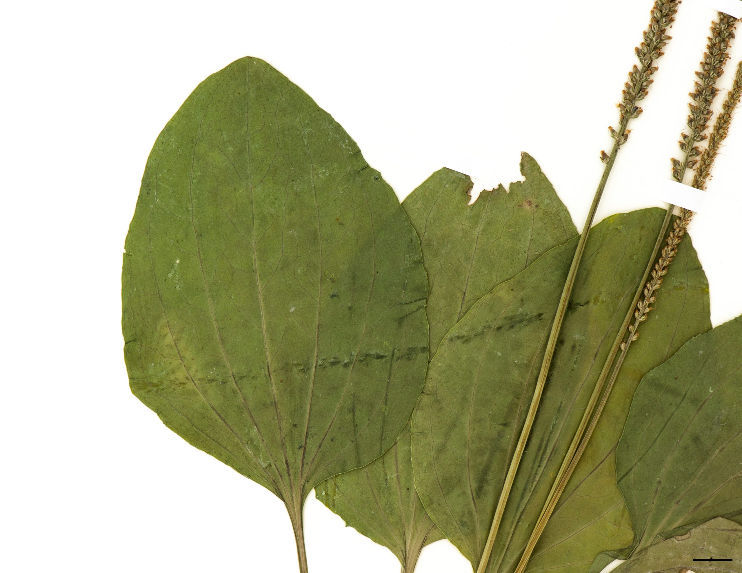 Feuilles ovales au bord irrégulièrement sinué-denté; 3 à 5 nervures saillantes, arquées et parallèles.