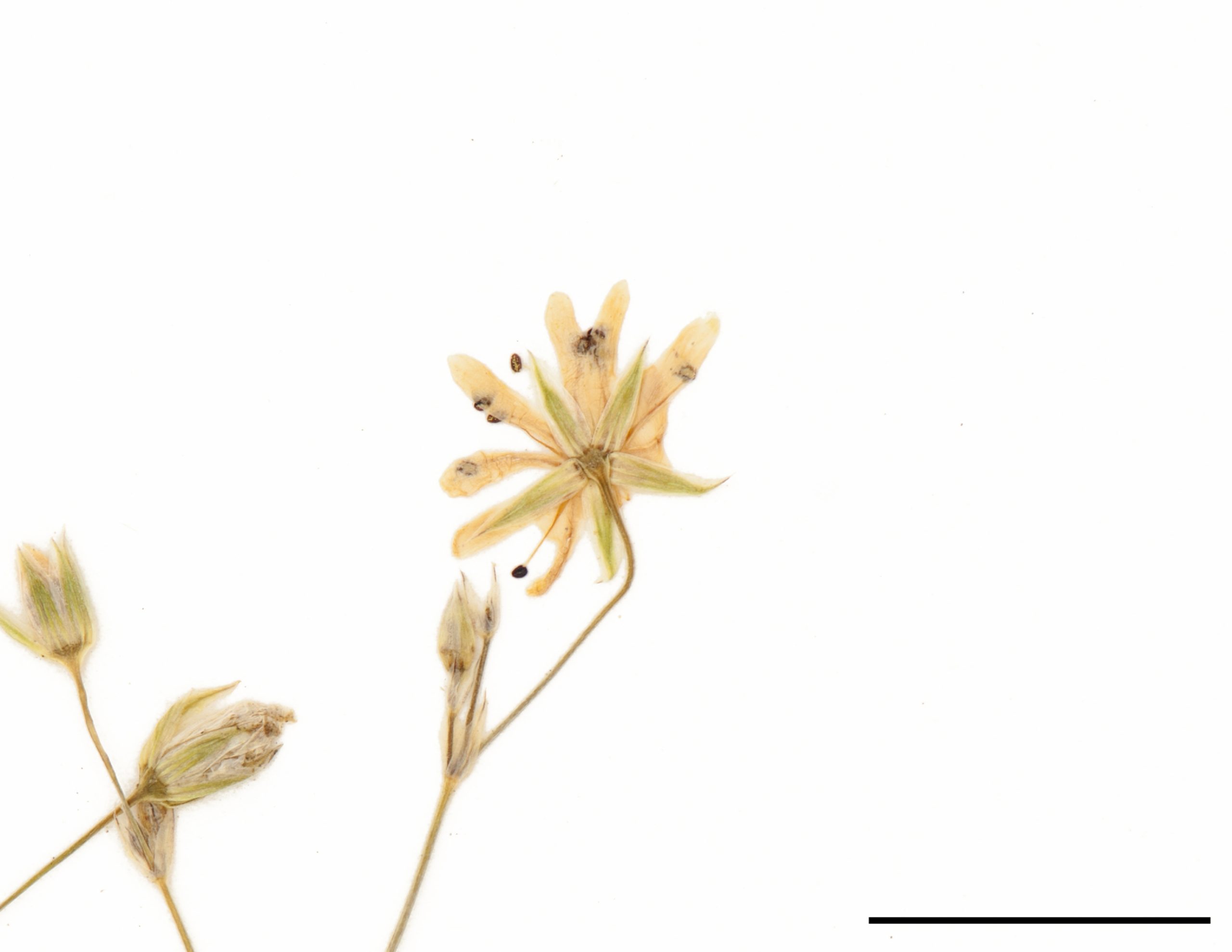 Petites fleurs blanches en forme d'étoile; pétales profondément divisés en V.
