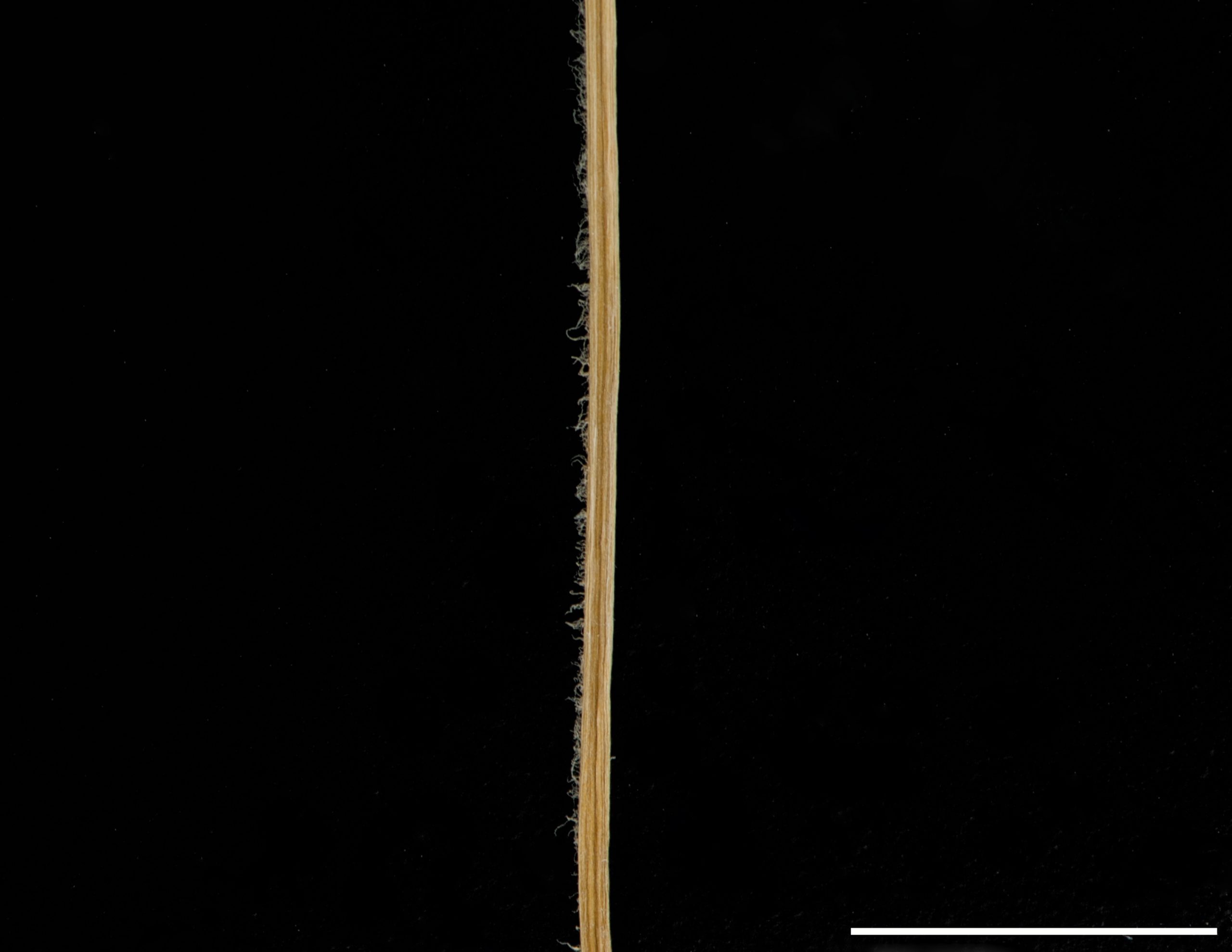 Tiges rondes munies de 1 ou 2 lignes de poils courts sur toute leur longueur.