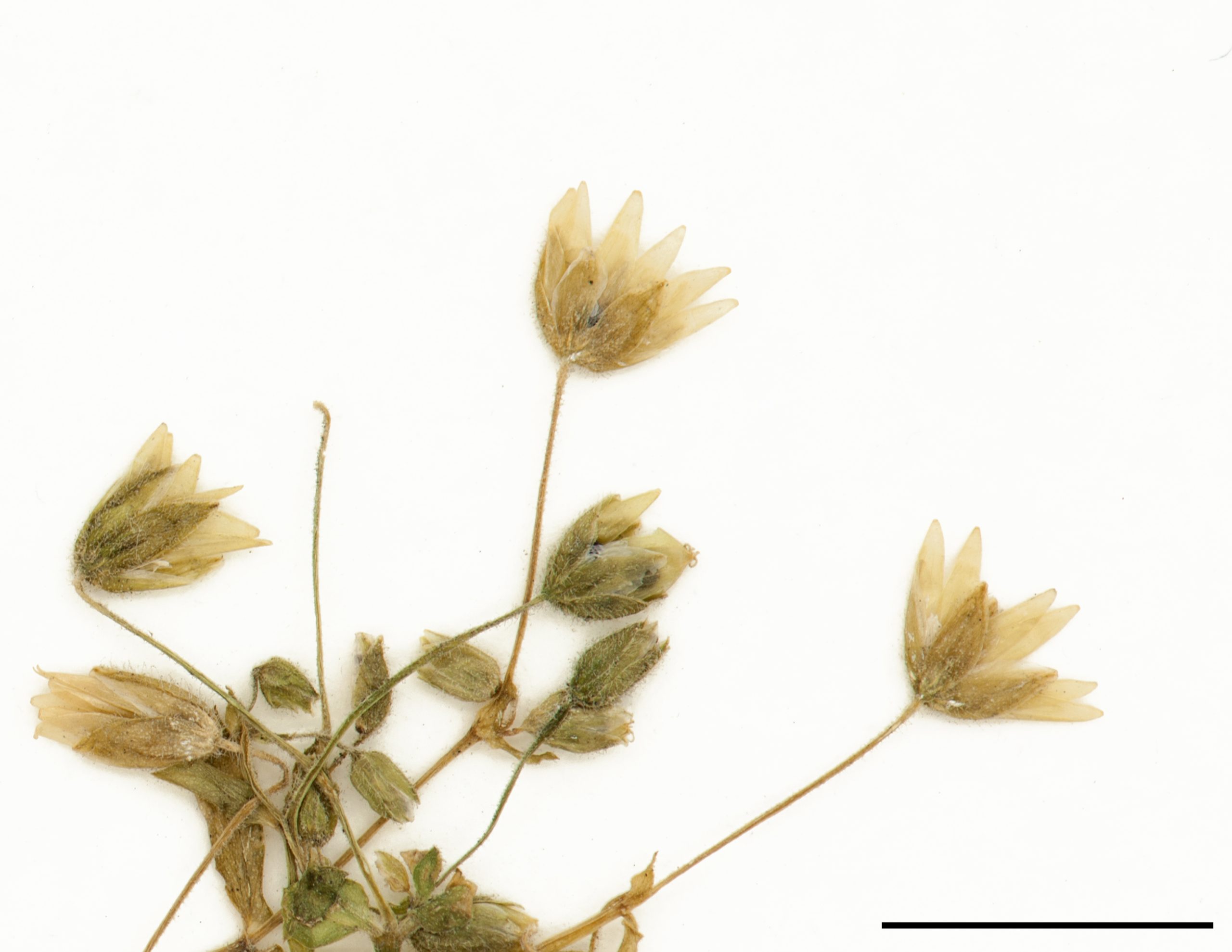 Petites fleurs blanches en forme d'étoile; pétales profondément divisés en V.