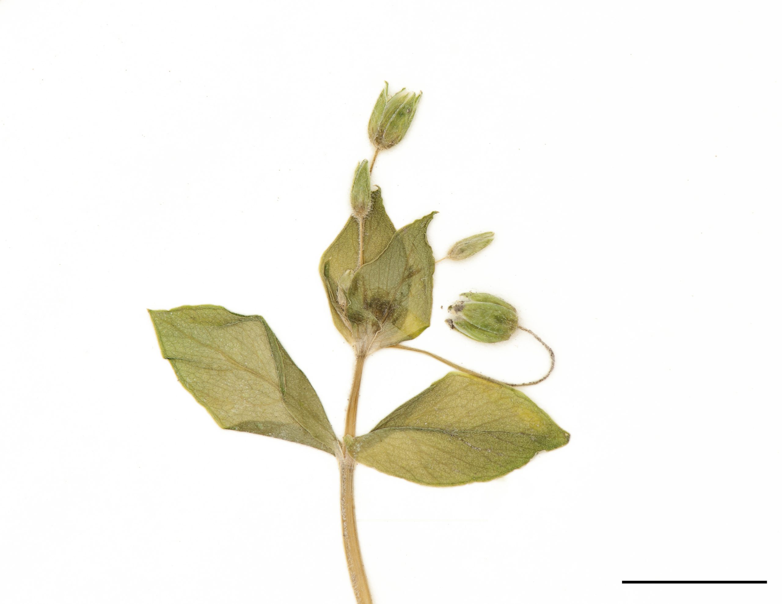 Fleurs solitaires ou regroupées en petites cymes terminales feuillées.