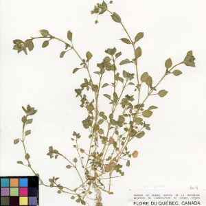 Stellaire moyenne