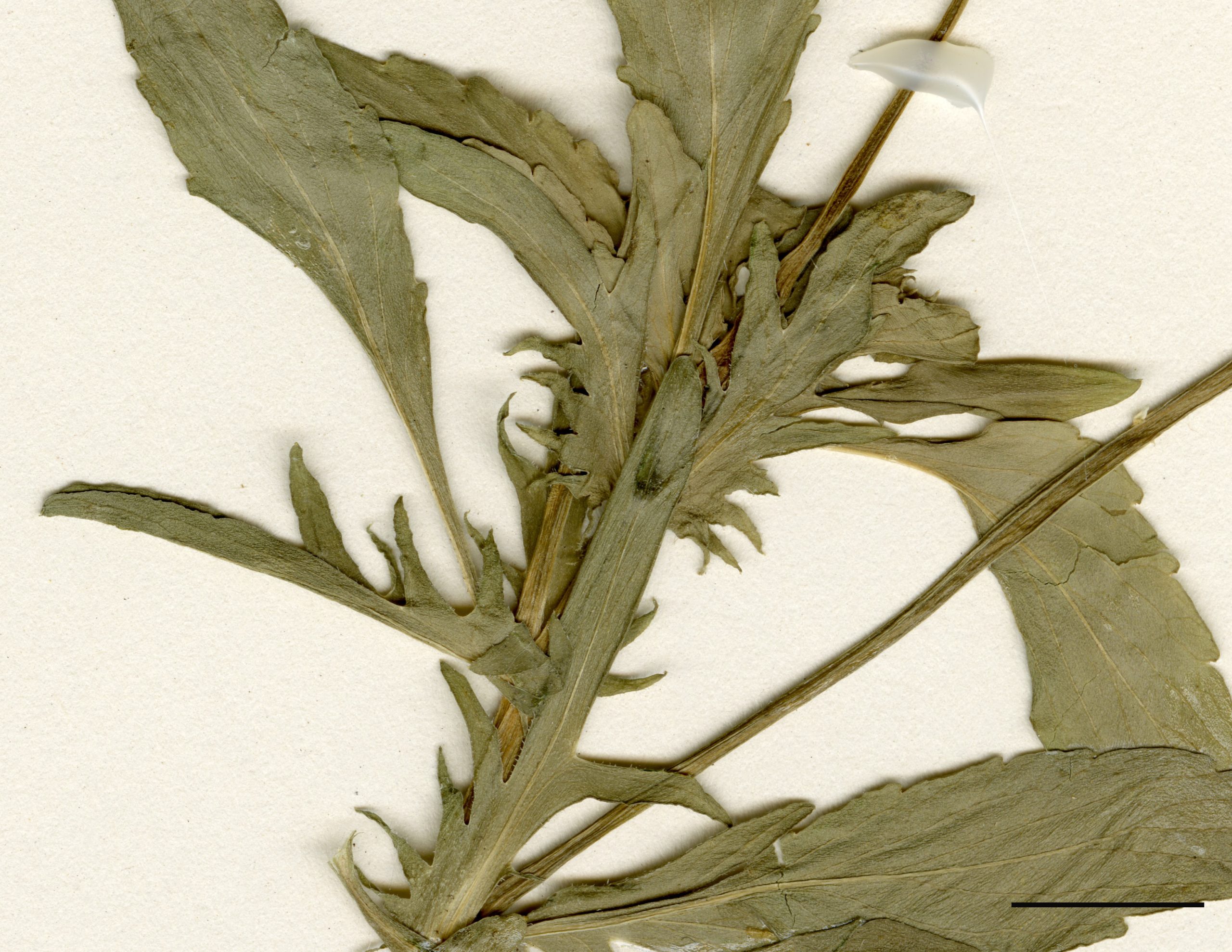 Feuilles de la tige allongées ayant un sommet arrondi ou en pointe, accompagnées de stipules divisées.